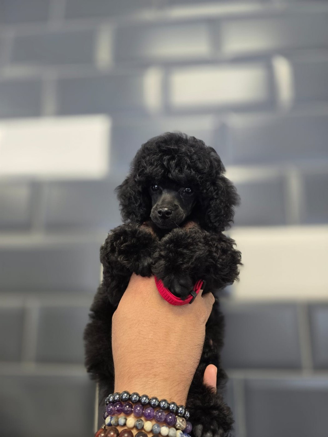 Du Royaume De La Pompadour - Chiots disponibles - Caniche