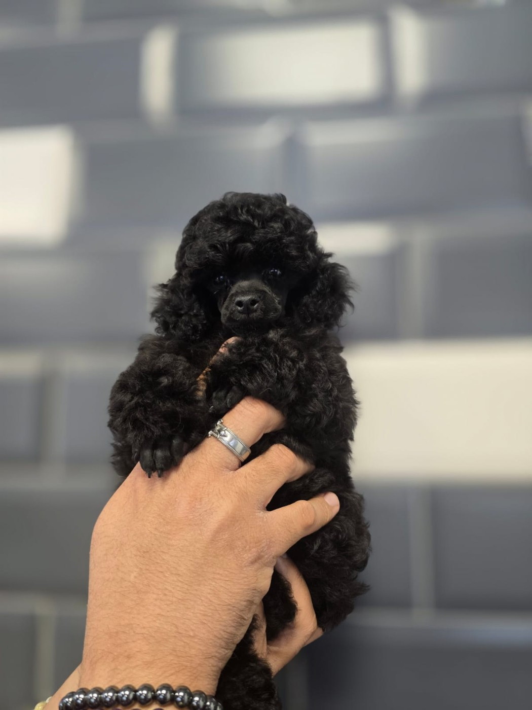 Du Royaume De La Pompadour - Chiots disponibles - Caniche