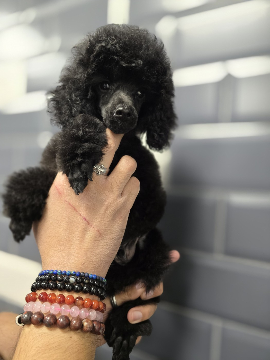 Du Royaume De La Pompadour - Chiots disponibles - Caniche