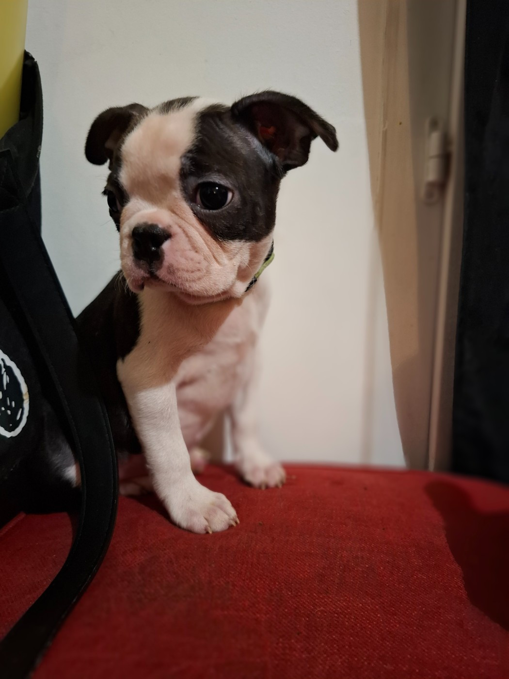 Du Royaume De La Pompadour - Chiots disponibles - Boston Terrier