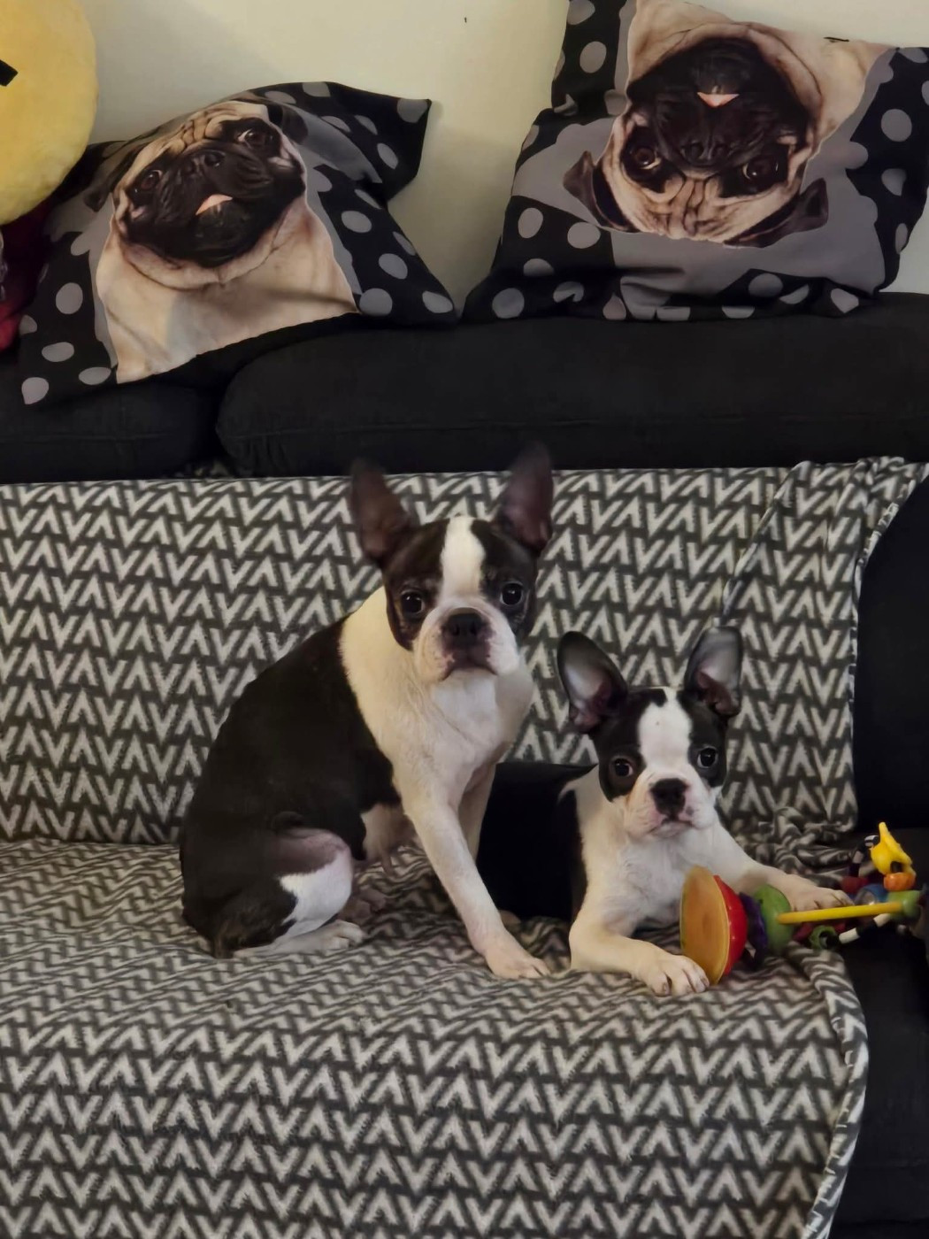 Du Royaume De La Pompadour - Chiots disponibles - Boston Terrier