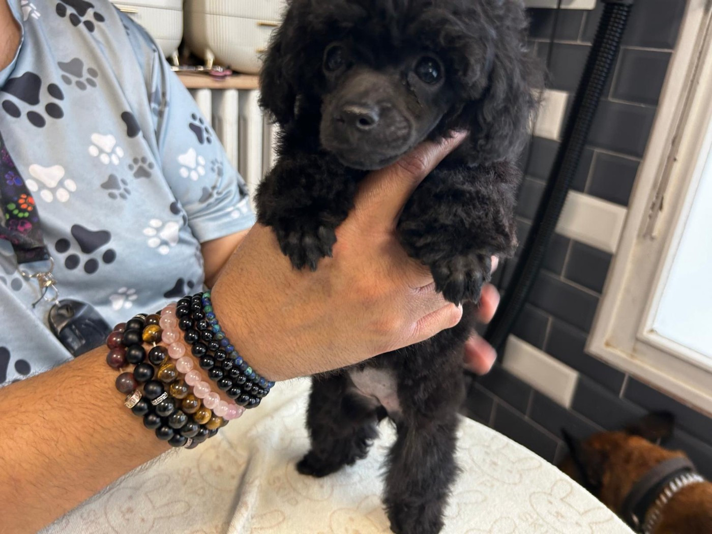 Du Royaume De La Pompadour - Chiots disponibles - Caniche