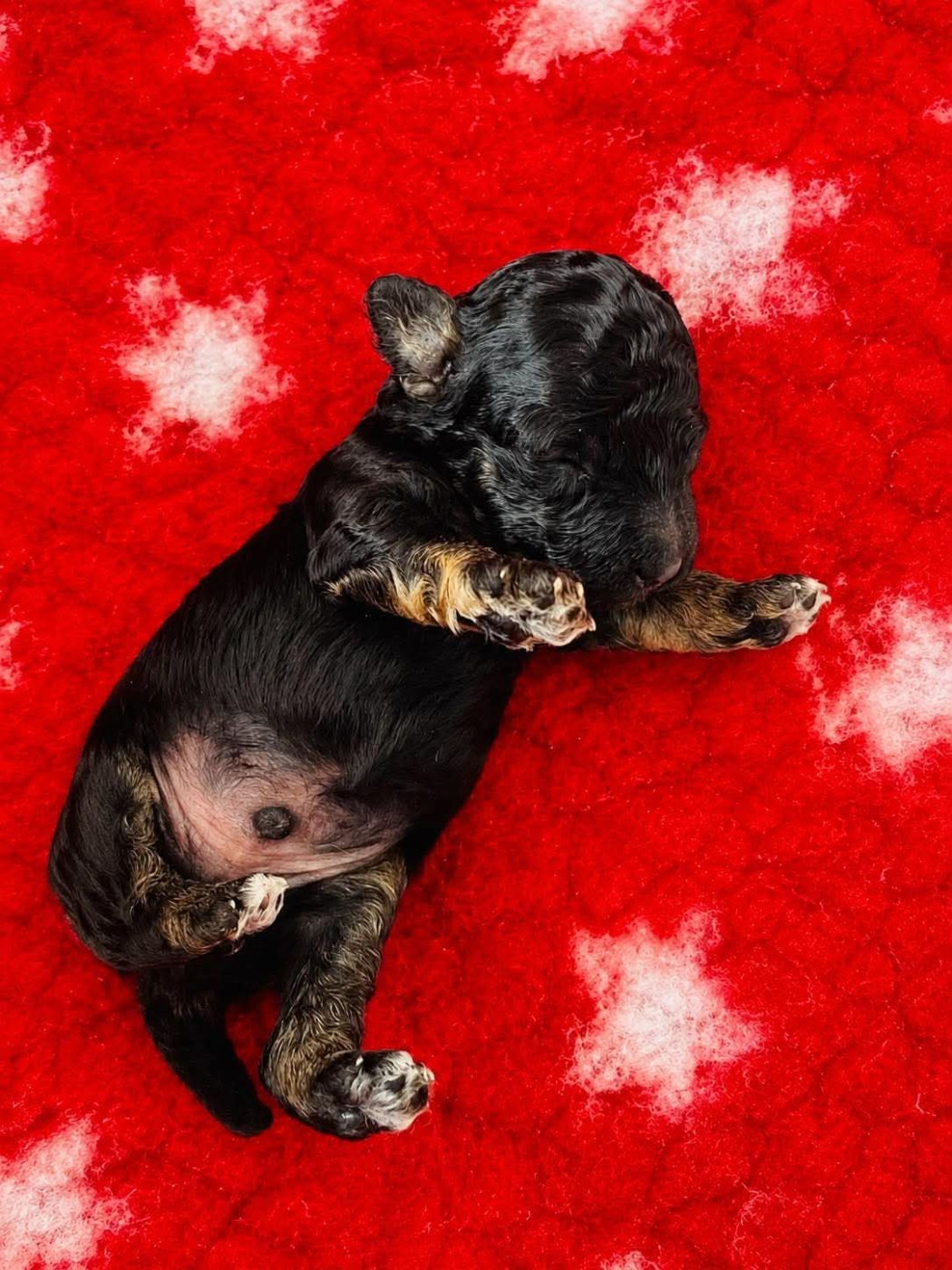 Du Royaume De La Pompadour - Chiots disponibles - Caniche