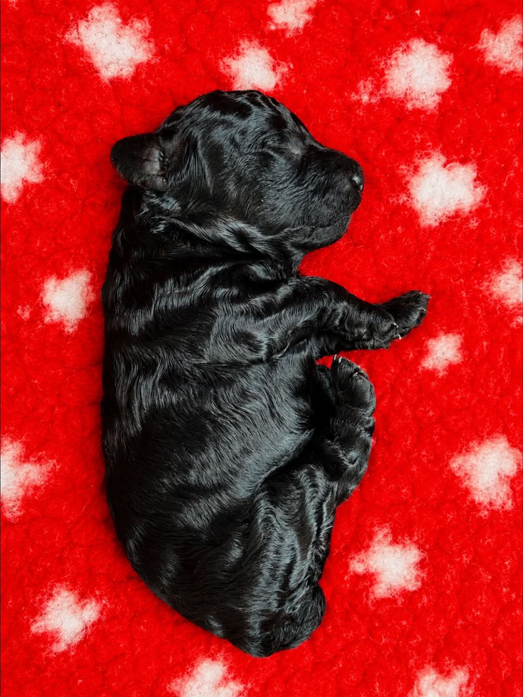 Du Royaume De La Pompadour - Chiots disponibles - Caniche