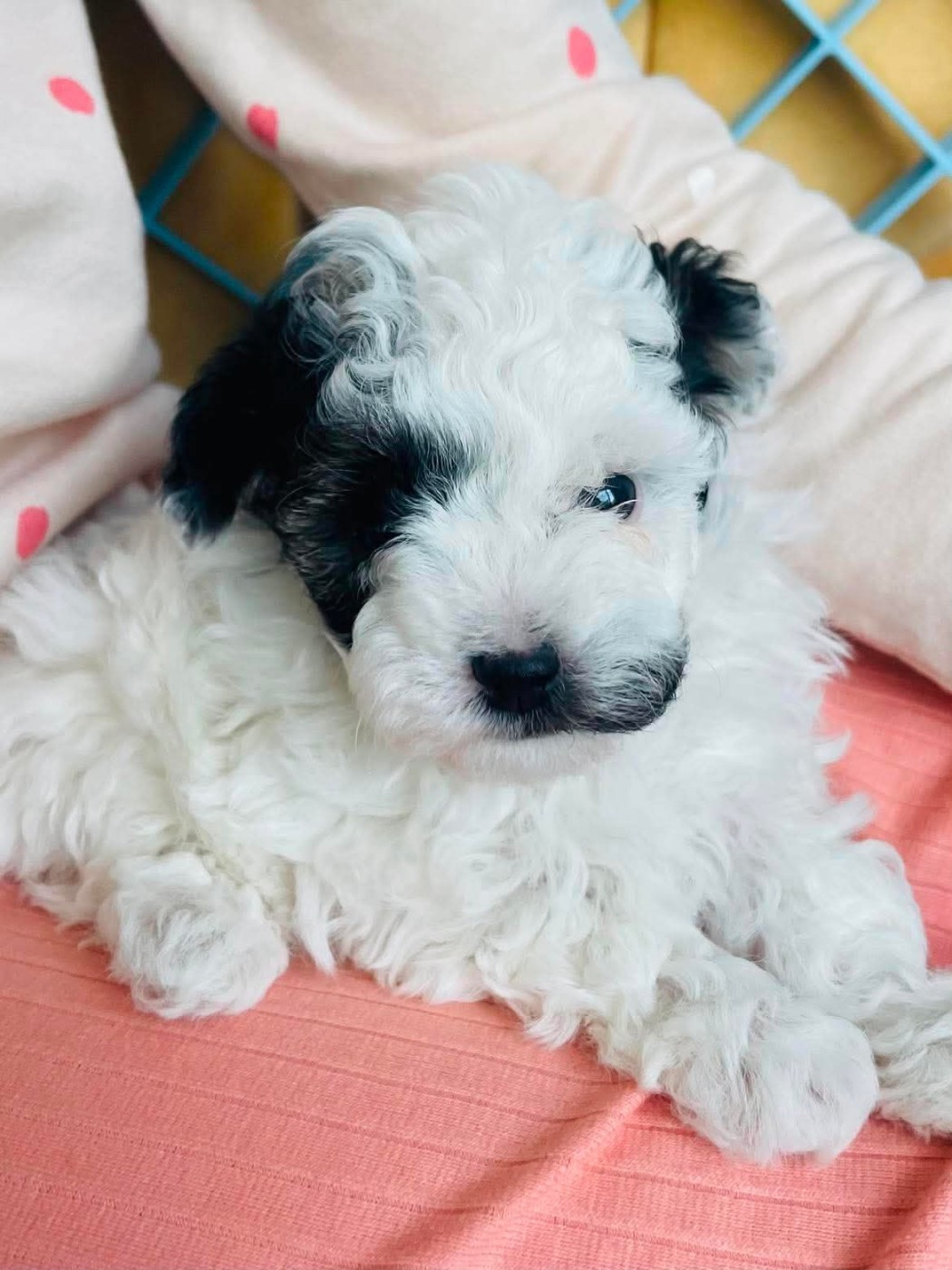 Du Royaume De La Pompadour - Chiots disponibles - Caniche