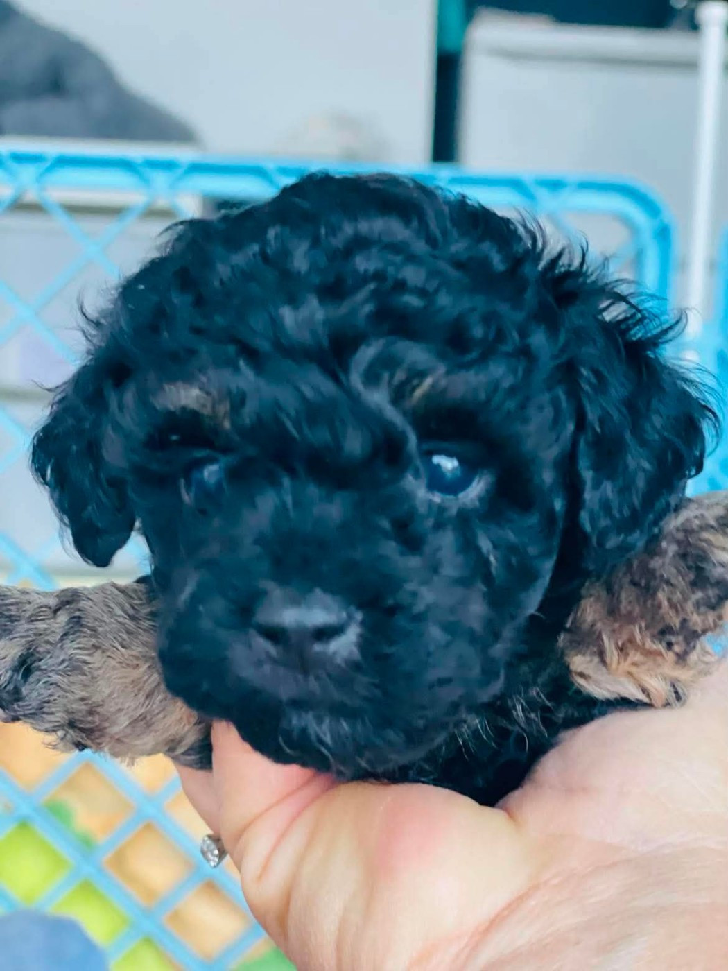 Du Royaume De La Pompadour - Chiots disponibles - Caniche