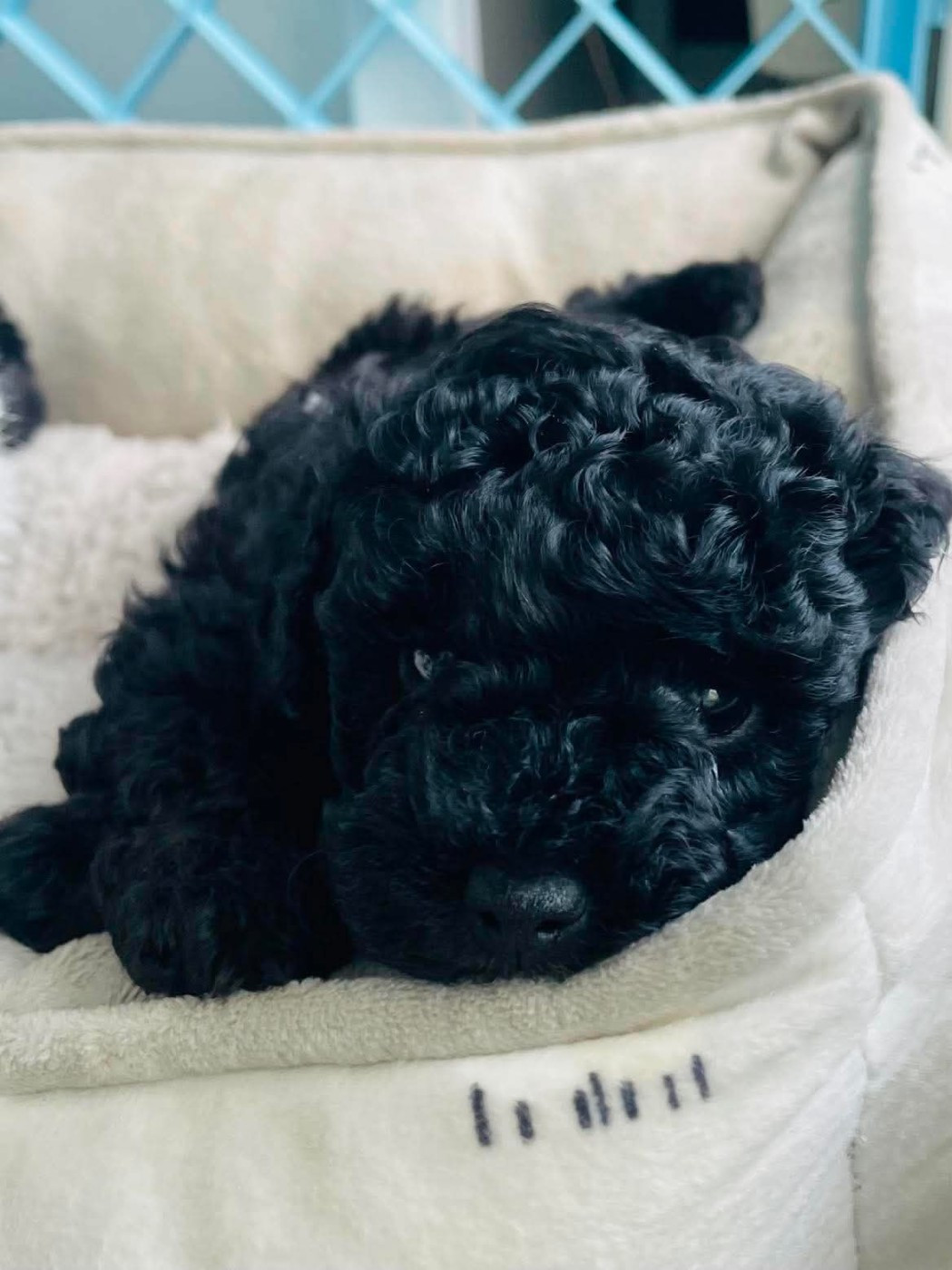 Du Royaume De La Pompadour - Chiots disponibles - Caniche