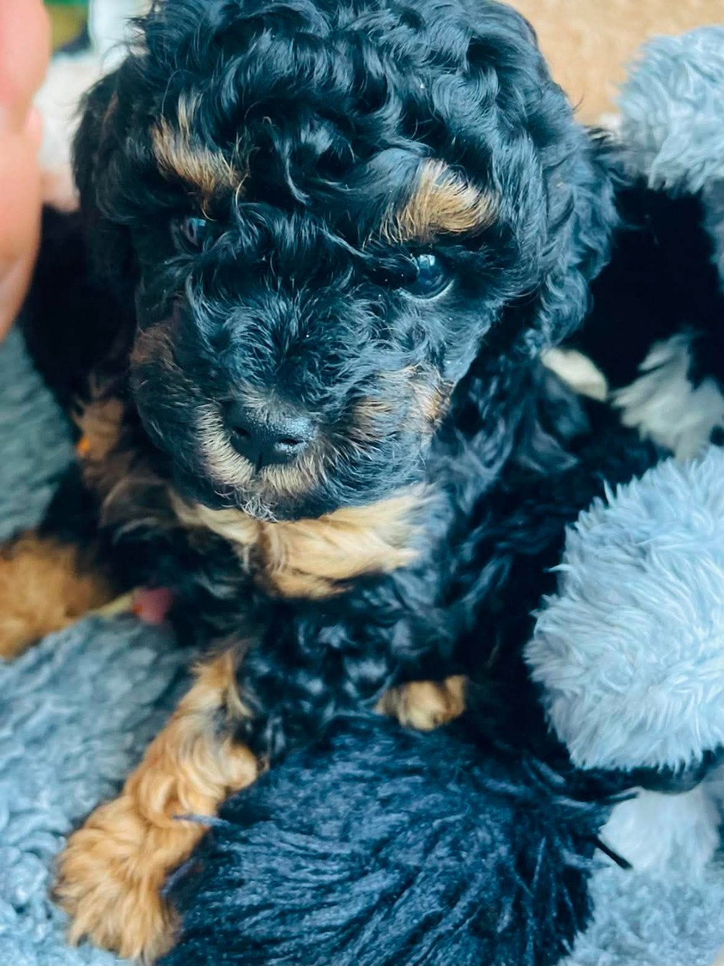 Du Royaume De La Pompadour - Chiots disponibles - Caniche