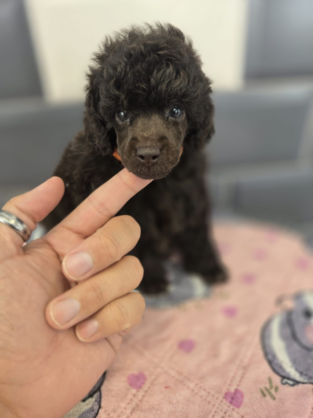Du Royaume De La Pompadour - Chiots disponibles - Caniche