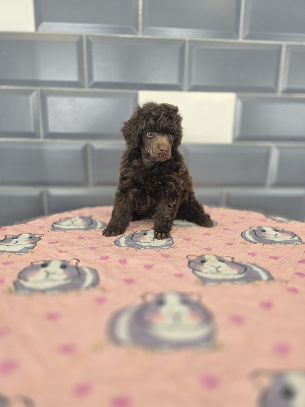 Du Royaume De La Pompadour - Chiots disponibles - Caniche