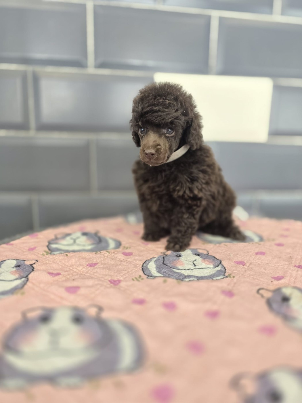 Du Royaume De La Pompadour - Chiots disponibles - Caniche