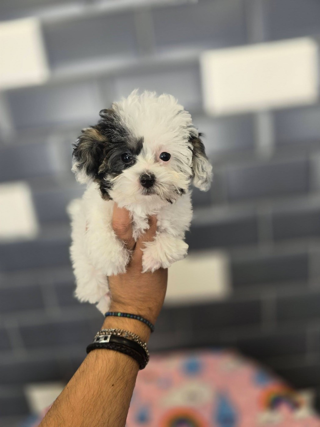 Du Royaume De La Pompadour - Chiots disponibles - Caniche