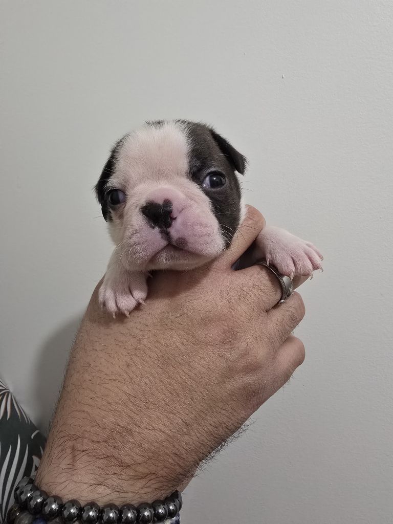 Du Royaume De La Pompadour - Chiots disponibles - Boston Terrier