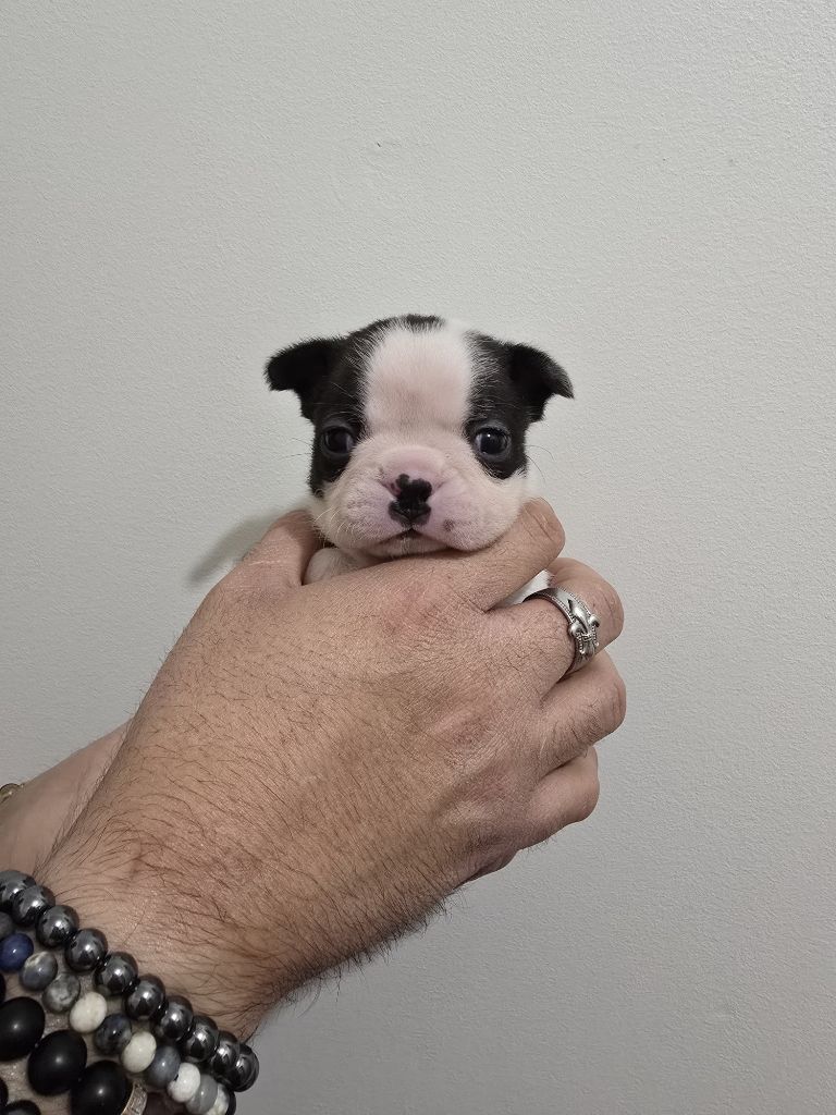 Du Royaume De La Pompadour - Chiots disponibles - Boston Terrier