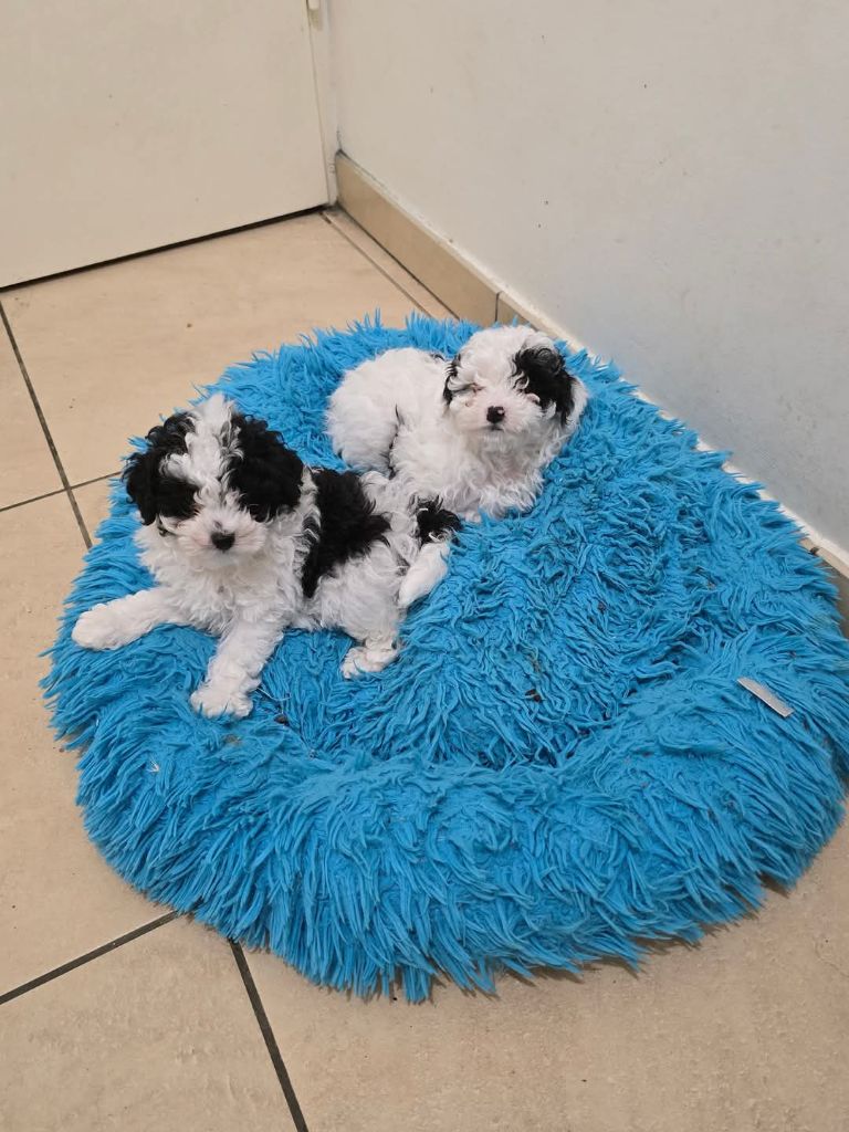 Chiot Caniche Du Royaume De La Pompadour