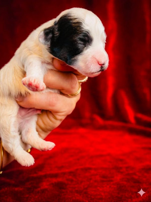 Chiot N°1